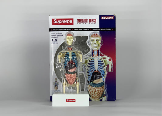 Supreme Male Anatomy Model Clear