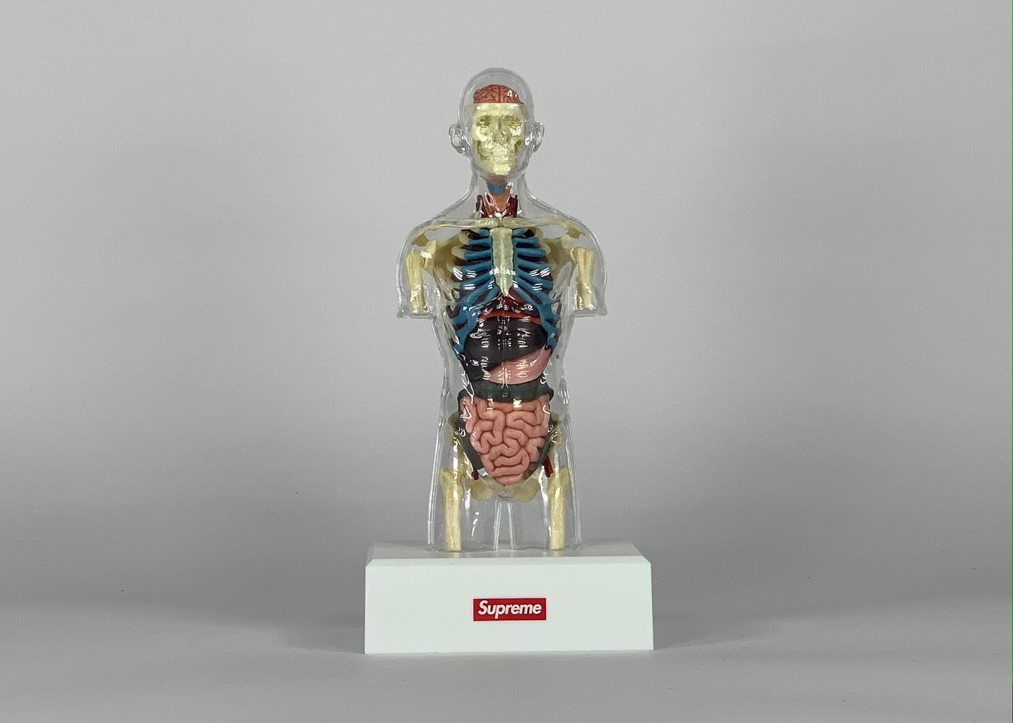 Supreme Male Anatomy Model Clear