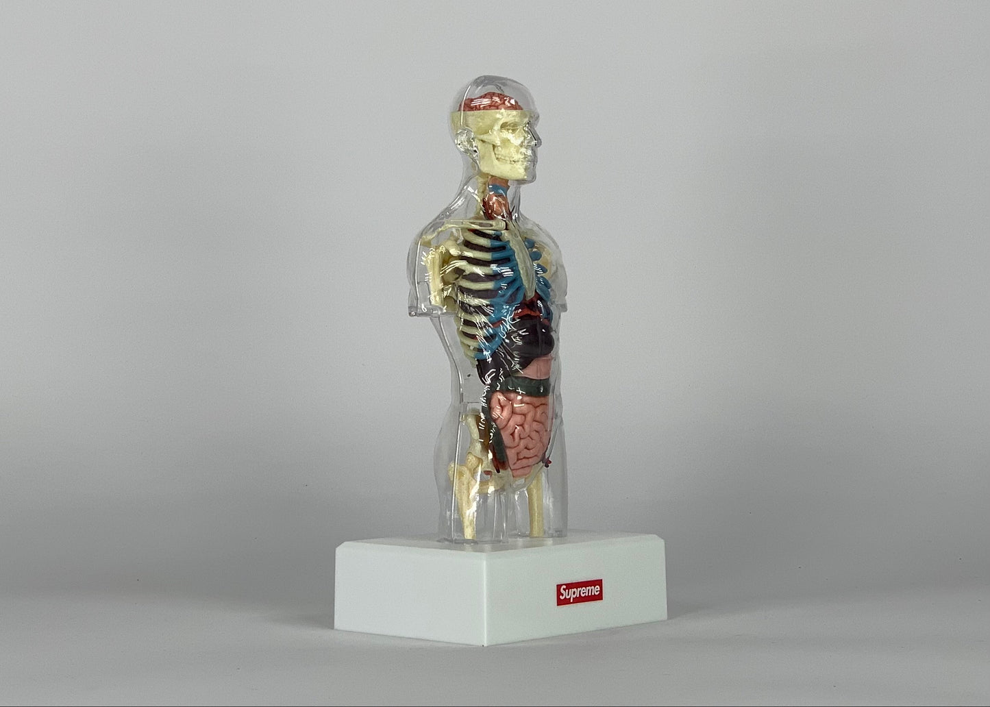 Supreme Male Anatomy Model Clear