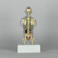 Supreme Male Anatomy Model Clear
