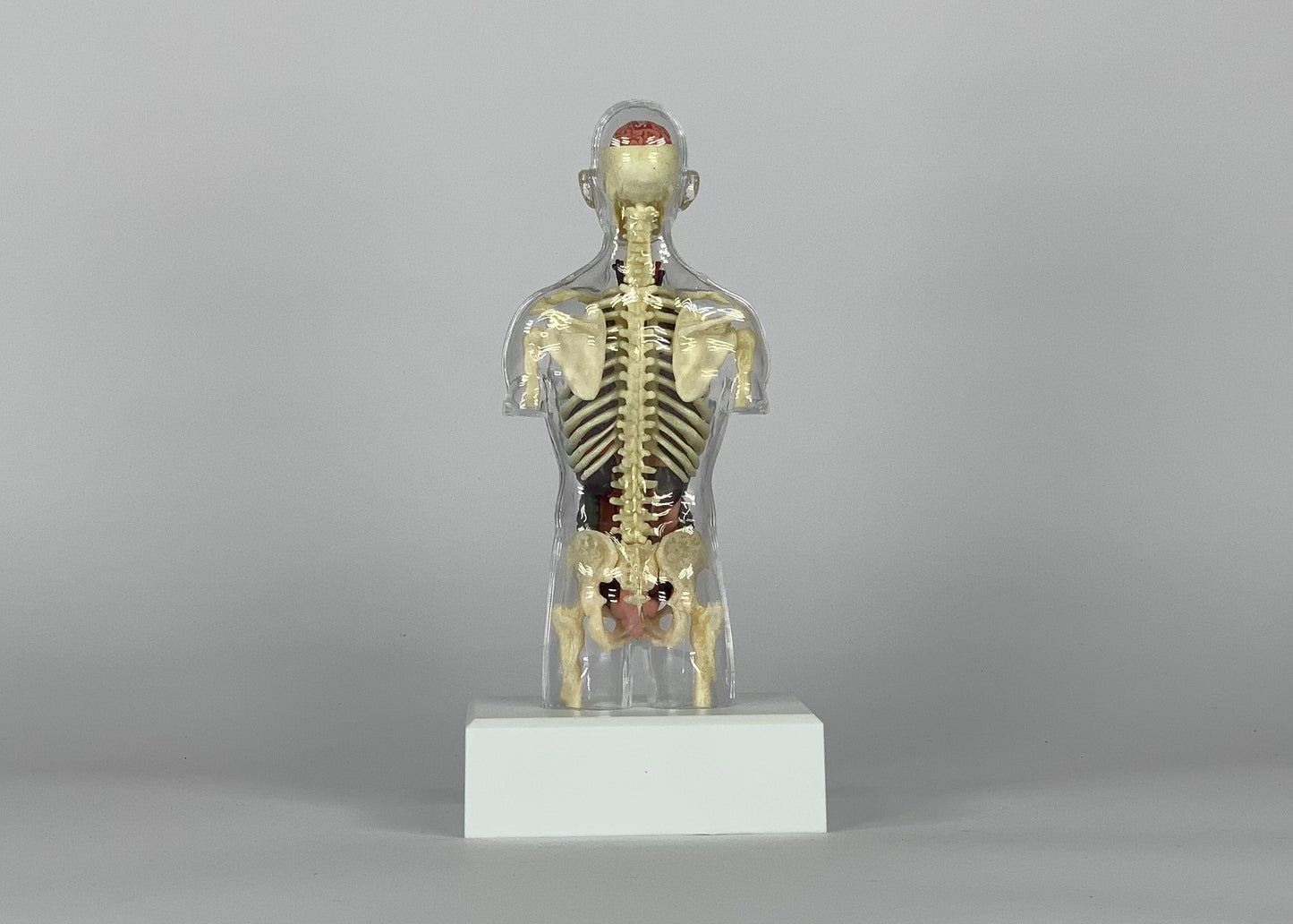 Supreme Male Anatomy Model Clear