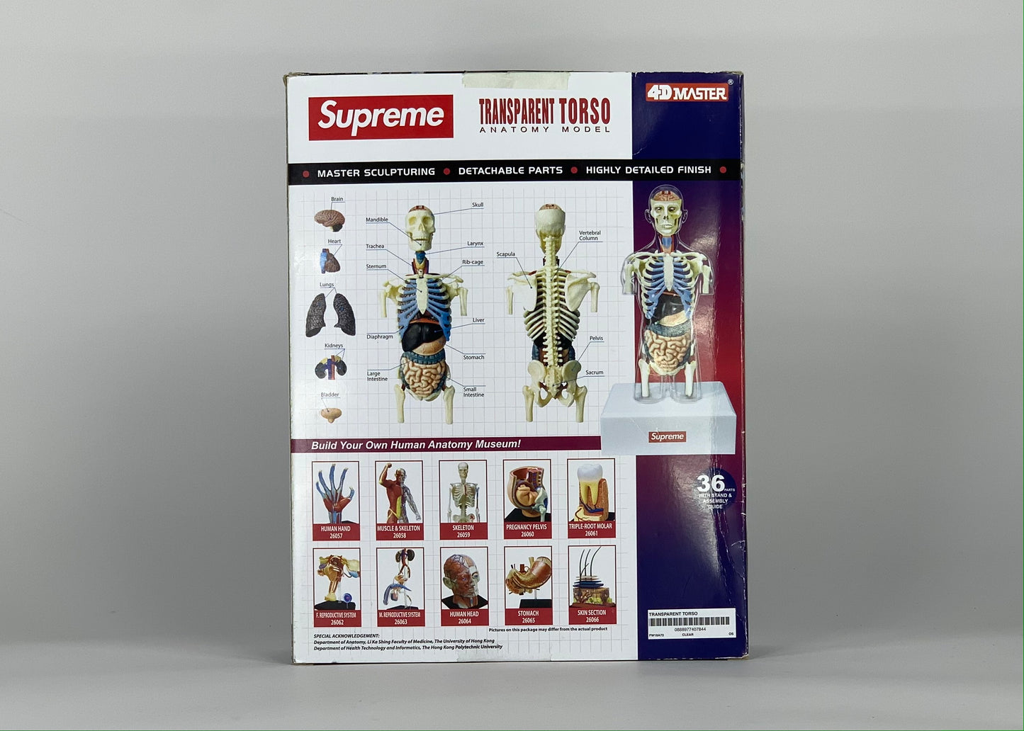 Supreme Male Anatomy Model Clear