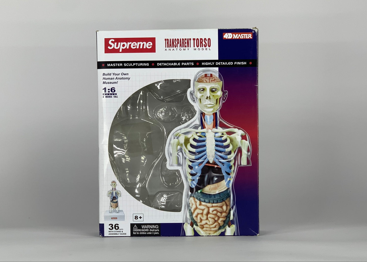 Supreme Male Anatomy Model Clear